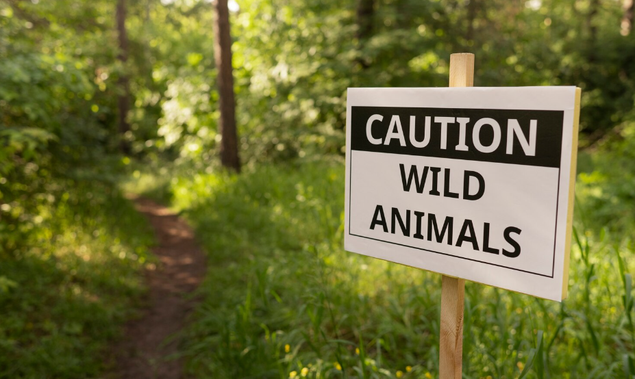 Safari Safety Tips: Stay Safe in the Wild