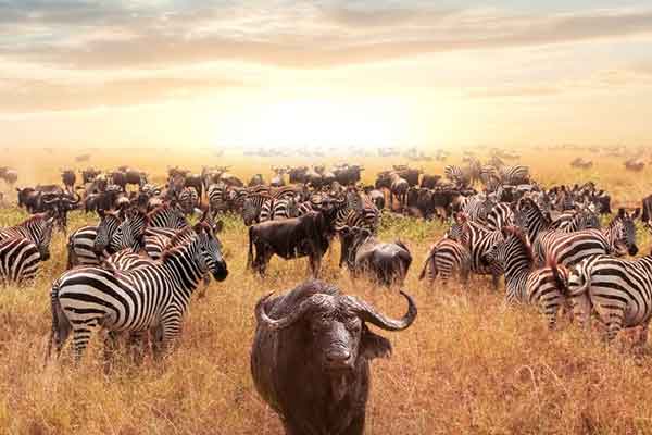 Serengeti National Park