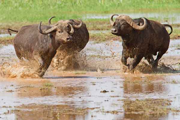 Lake Manyara Lions