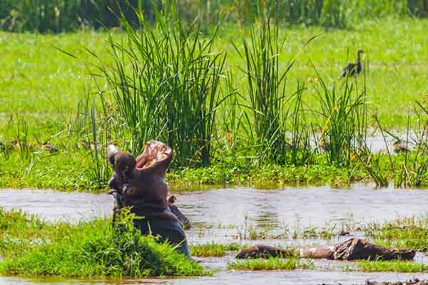Lake Manyara Wildlife