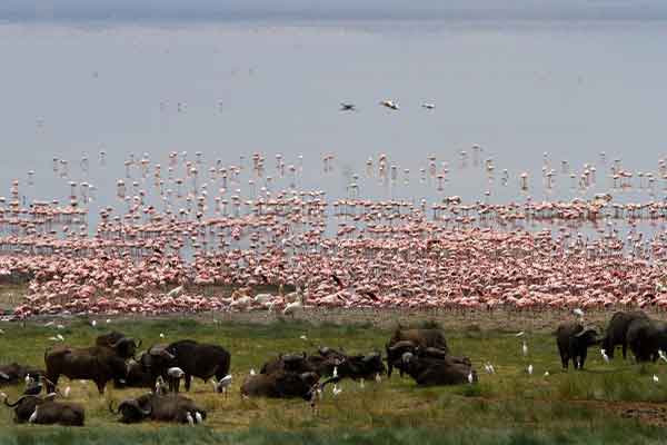 Lake Manyara Birds