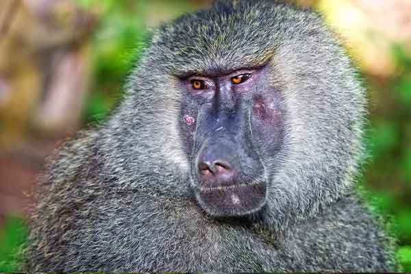 Lake Manyara Experience