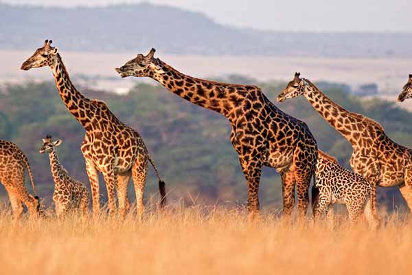 14 Days Safari Adventure