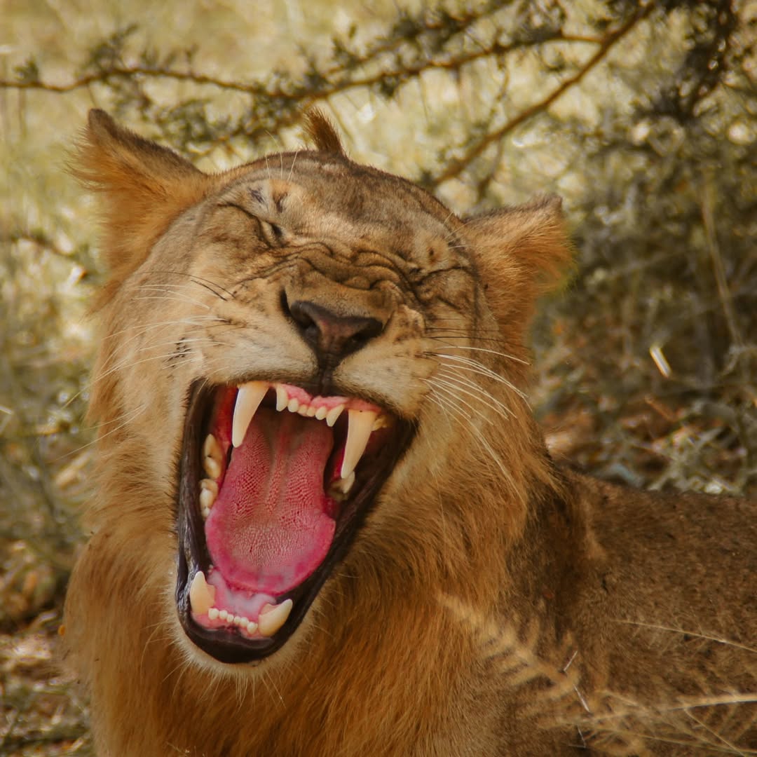 Lion Yawning