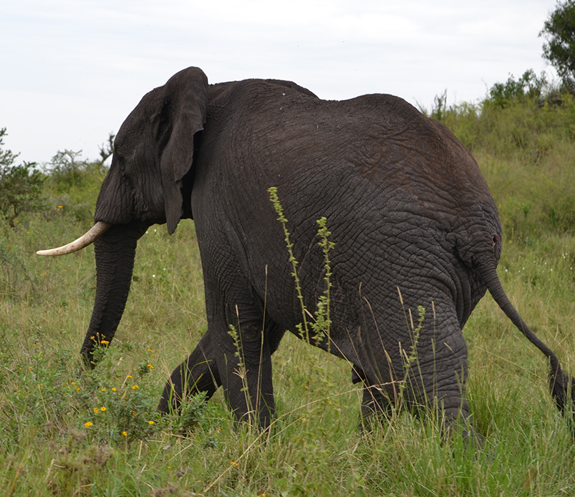 4 Days Manyara & Tarangire Safari
