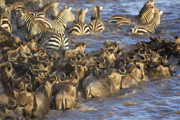 7 Days Great Migration Safari