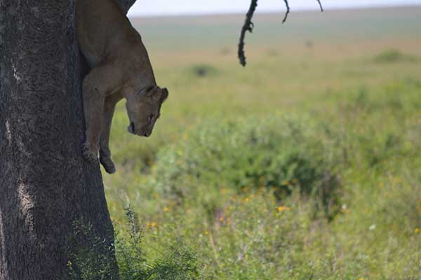 5 Days Safari Adventure - Gallery image 5