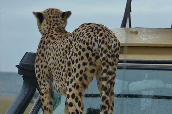 5 Days Safari Adventure - Gallery image 7