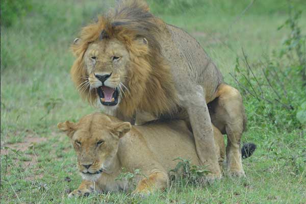 5 Days Safari Adventure - Gallery image 6